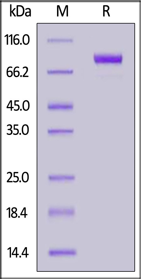 Human IL-18 R beta / IL-1 R7, Fc Tag (Cat. No. ILB-H5256) SDS-PAGE gel
