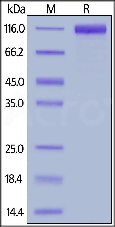 Human IL-31 RA, Fc Tag (Cat. No. ILA-H5256) SDS-PAGE gel