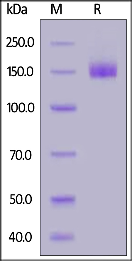 Human VEGF R2, Fc Tag (Cat. No. VE2-H5255) SDS-PAGE gel