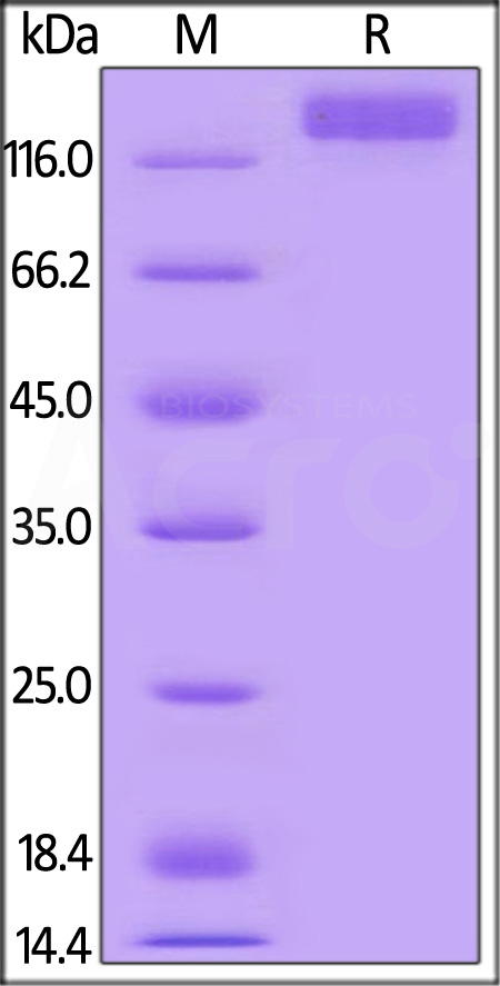 Mouse VEGF R2, Mouse IgG2a Fc Tag, low endotoxin (Cat. No. VE2-M5258) SDS-PAGE gel
