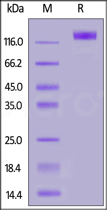 Human VEGF R2, Strep Tag (Cat. No. KDR-H5280) SDS-PAGE gel