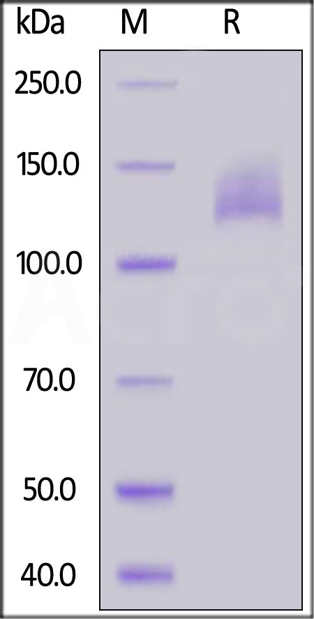 Biotinylated Human VEGF R2, Avitag,His Tag (Cat. No. KDR-H82E5) SDS-PAGE gel