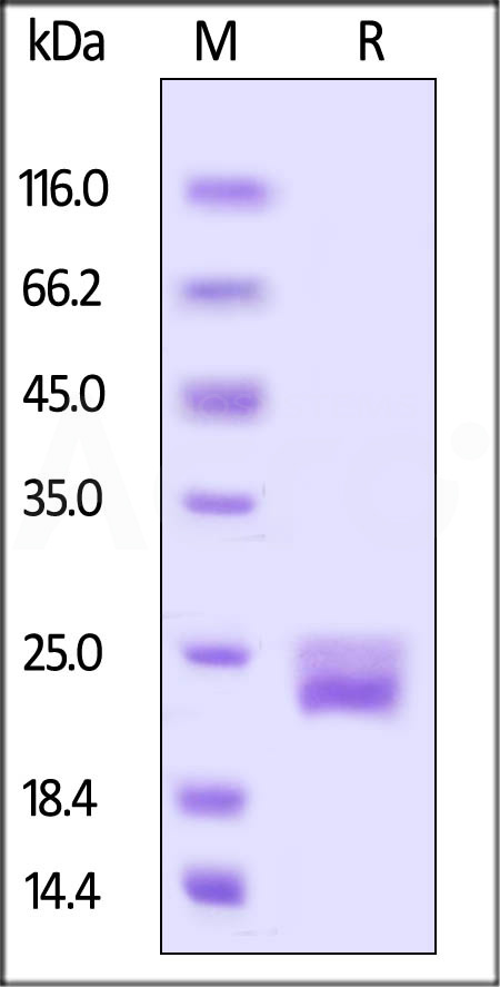 Biotinylated Mouse VEGF120, His,Avitag (Cat. No. VE0-M82Q2) SDS-PAGE gel