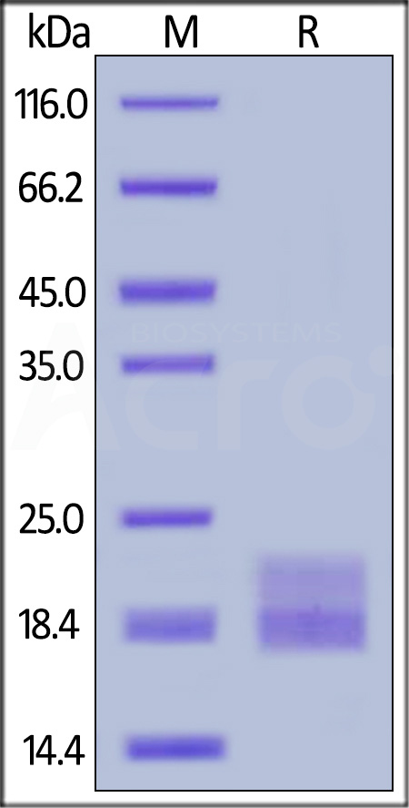 ActiveMax® Mouse VEGF120, Tag Free (Cat. No. VE0-M4211) SDS-PAGE gel