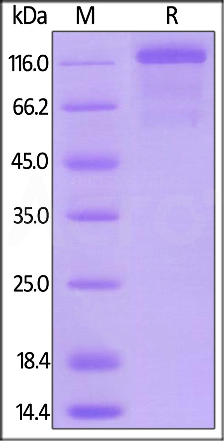 Mouse VEGF R3, Mouse IgG2a Fc Tag, low endotoxin (Cat. No. FL4-M5251) SDS-PAGE gel