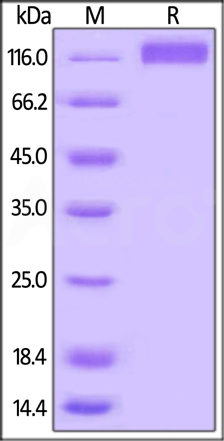 Biotinylated Human VEGF R3, His,Avitag (Cat. No. FL4-H82E1) SDS-PAGE gel