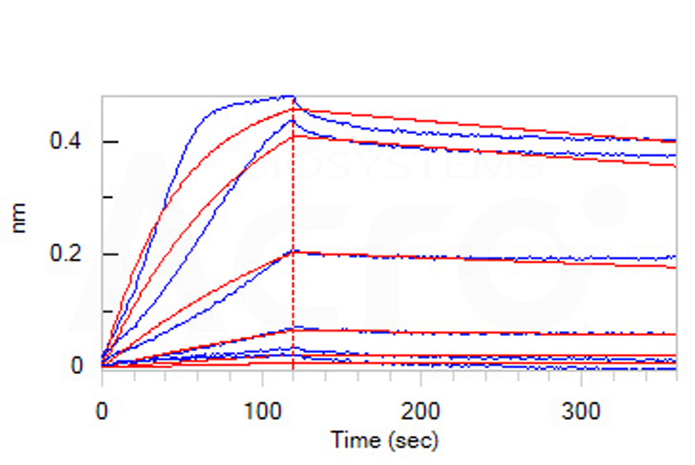 Biotinylated Human BLI