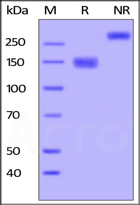 Human VEGF R3, Fc Tag (Cat. No. FL4-H5251) SDS-PAGE gel