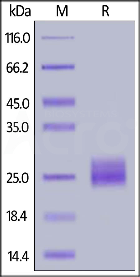 ActiveMax® Mouse VEGF164, Tag Free (HPLC-verified) (Cat. No. VE4-M4216) SDS-PAGE gel