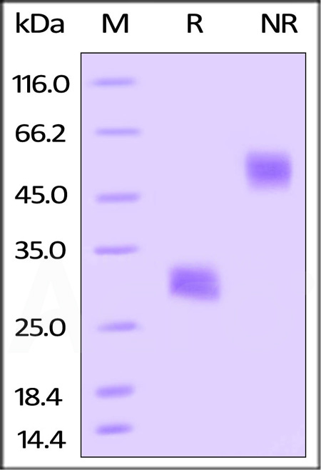 Biotinylated Mouse VEGF164, His,Avitag (Cat. No. VE4-M82Q3) SDS-PAGE gel