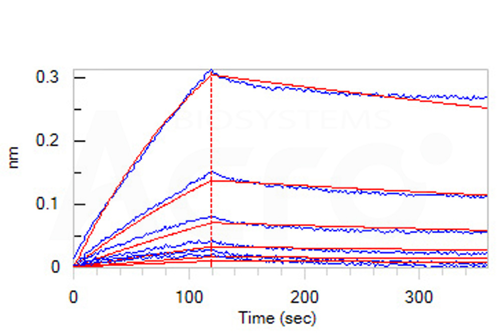 Biotinylated Human BLI