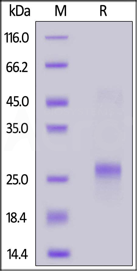 FITC-Labeled Human VEGF165, His Tag (Cat. No. VE5-HF248) SDS-PAGE gel