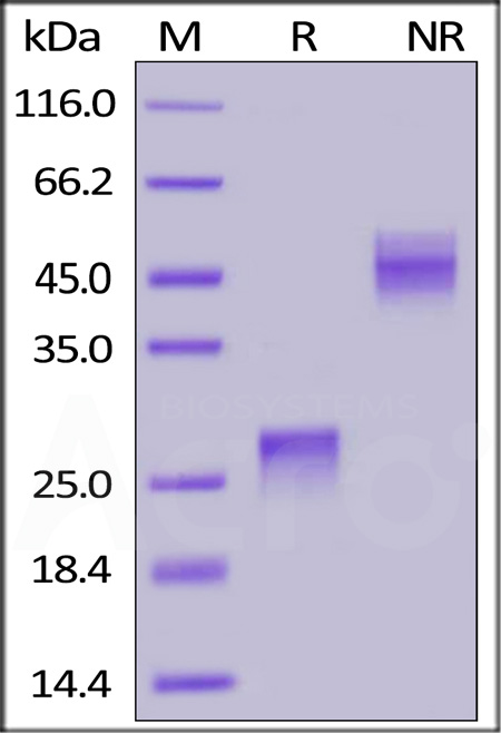 Biotinylated Human VEGF165, His,Avitag (Cat. No. VE5-H82Q0) SDS-PAGE gel