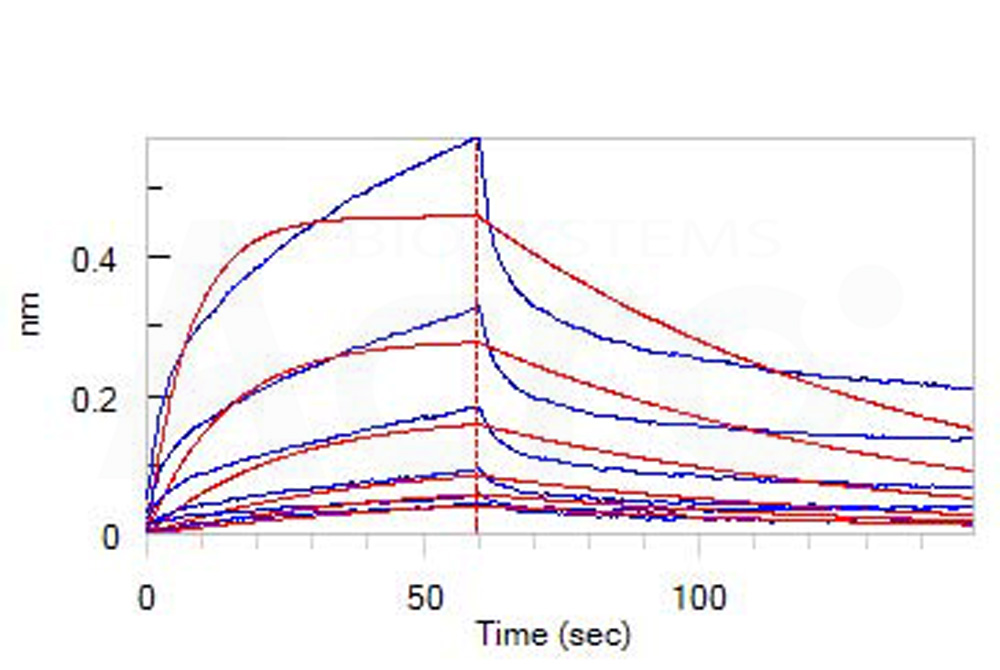 Biotinylated Human BLI