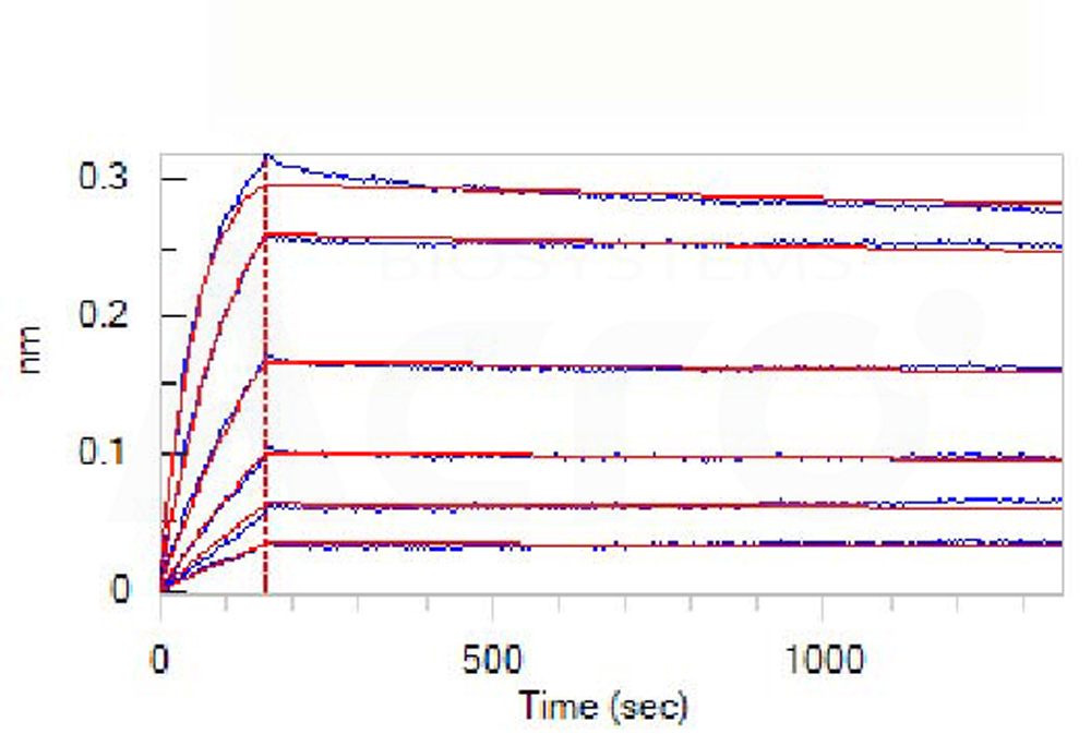Biotinylated Human BLI