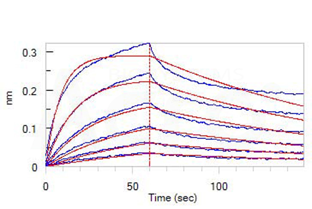 Biotinylated Human BLI