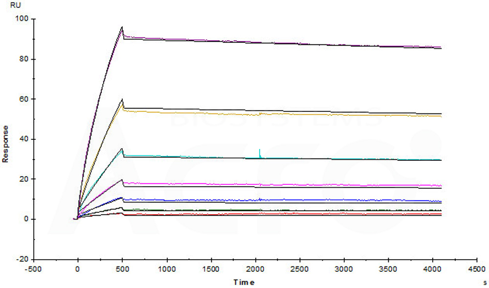 Biotinylated Human SPR