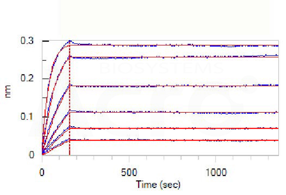 Biotinylated Human BLI