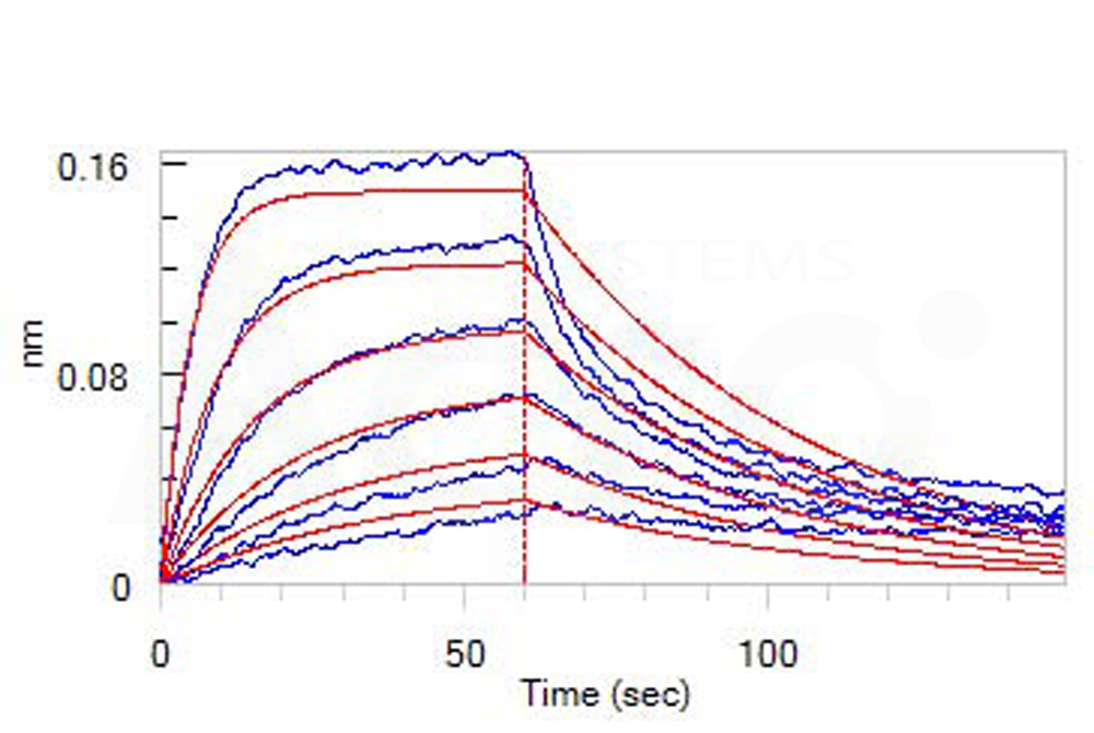 Biotinylated Human BLI