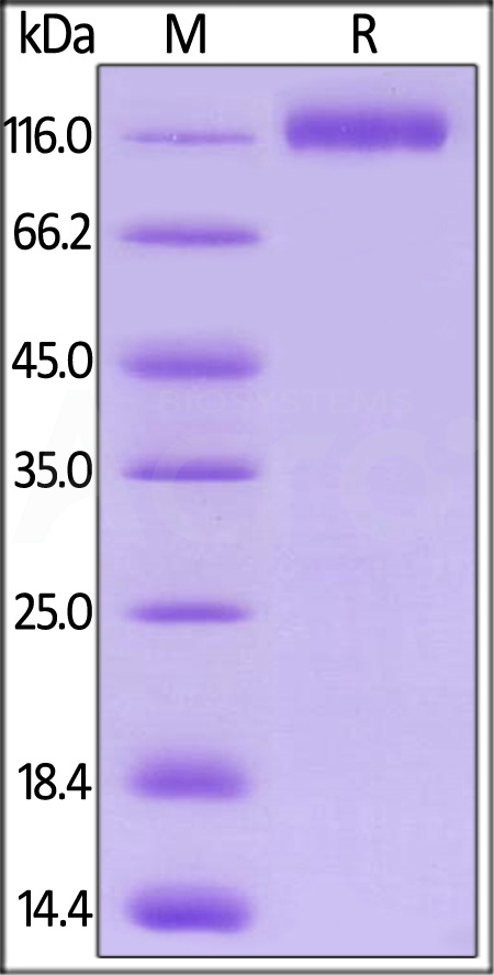Biotinylated Human VEGF R1, His,Avitag (Cat. No. VE1-H82E3) SDS-PAGE gel