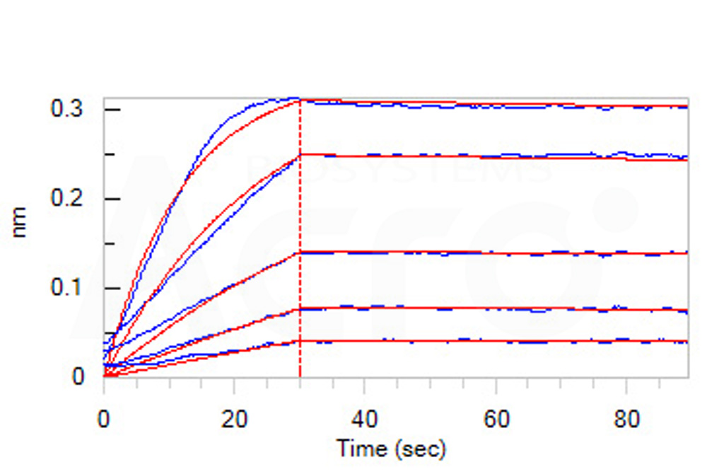 Biotinylated Human BLI