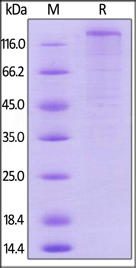 Mouse VEGF R1, Mouse IgG2a Fc Tag, low endotoxin (Cat. No. VE1-M5256) SDS-PAGE gel