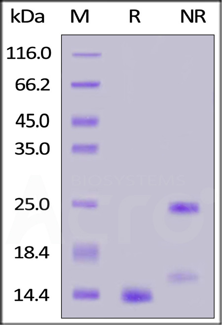 Biotinylated Human TGF-Beta 1, Avitag (Cat. No. TG1-H8217) SDS-PAGE gel