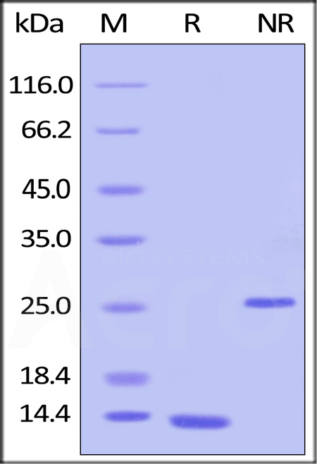 ActiveMax® Human TGFB1, Tag Free (Cat. No. TG1-H4212) SDS-PAGE gel