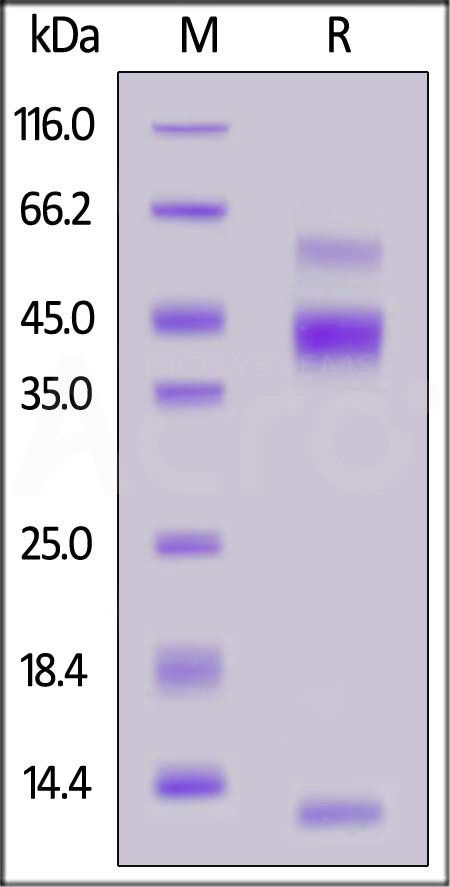 Cynomolgus Latent TGF-Beta 1 (C33S), His Tag (Cat. No. TG1-C5243) SDS-PAGE gel