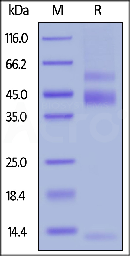 Biotinylated Human Latent TGF-Beta 1, His,Avitag (Cat. No. TG1-H82Qb) SDS-PAGE gel