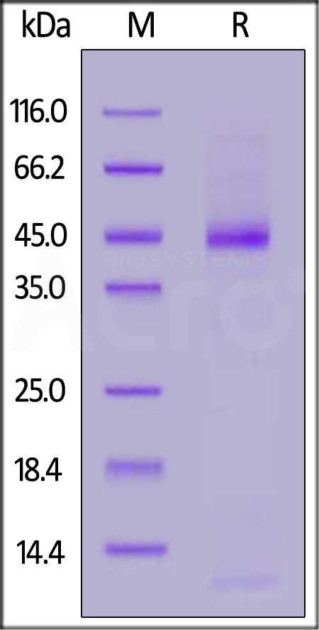 Human Latent TGF-beta 3, His Tag (Cat. No. TG3-H52H5) SDS-PAGE gel