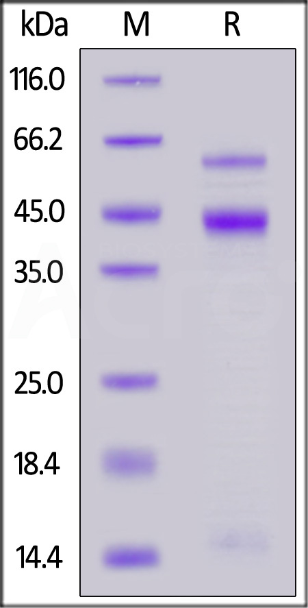 Biotinylated Human Latent  TGFB3, His,Avitag (Cat. No. TG3-H82E6) SDS-PAGE gel