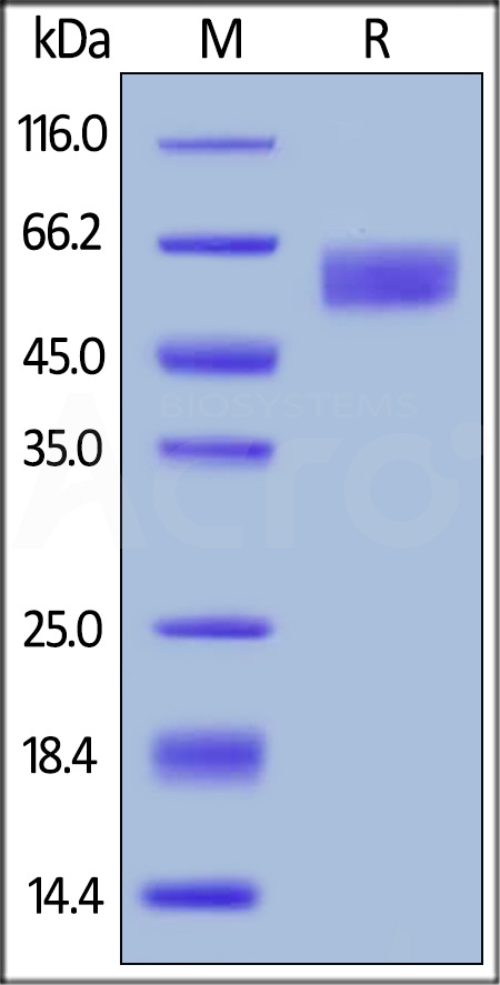Human TGFBR2, Fc Tag (Cat. No. TG2-H5252) SDS-PAGE gel