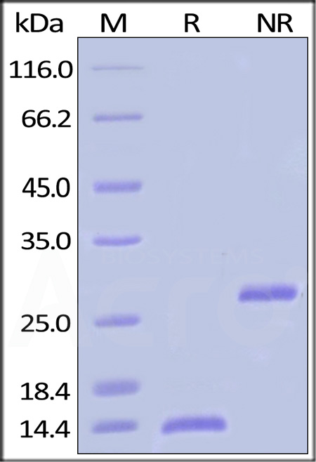 Human BMP-2, Tag Free (Cat. No. BM2-H4117) SDS-PAGE gel
