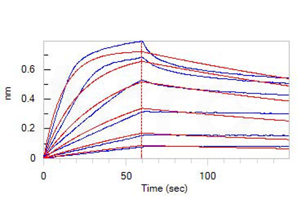 Biotinylated Human BLI