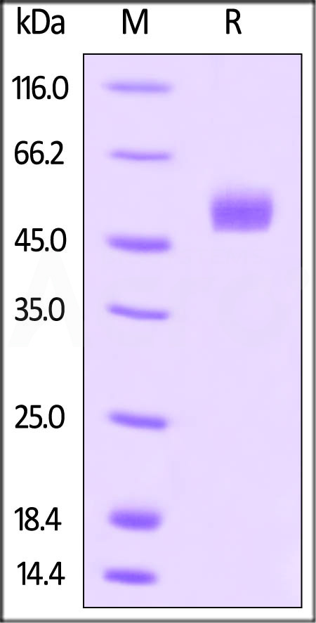 Human Gremlin, Fc Tag (Cat. No. GR1-H5254) SDS-PAGE gel