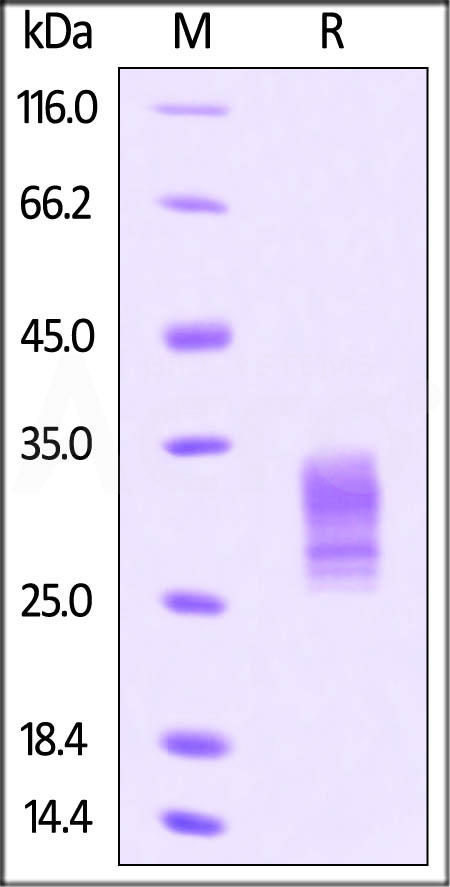 Human Gremlin, His Tag (Cat. No. GR1-H52H3) SDS-PAGE gel