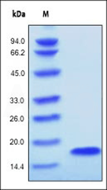Human FGF acidic, Tag Free (Cat. No. AFF-H4116) SDS-PAGE gel