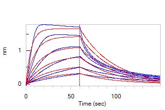 Biotinylated Human BLI