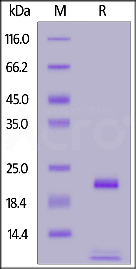 Biotinylated Human FGF basic, Avitag,His Tag (Cat. No. FGC-H81E3) SDS-PAGE gel