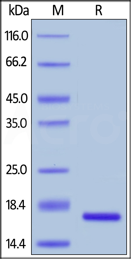 Human FGF basic, Tag Free (Cat. No. BFF-H4117) SDS-PAGE gel