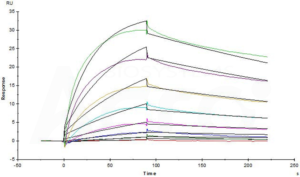 Biotinylated Human SPR