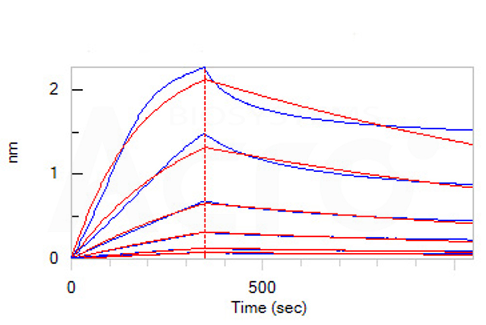 Biotinylated Human BLI