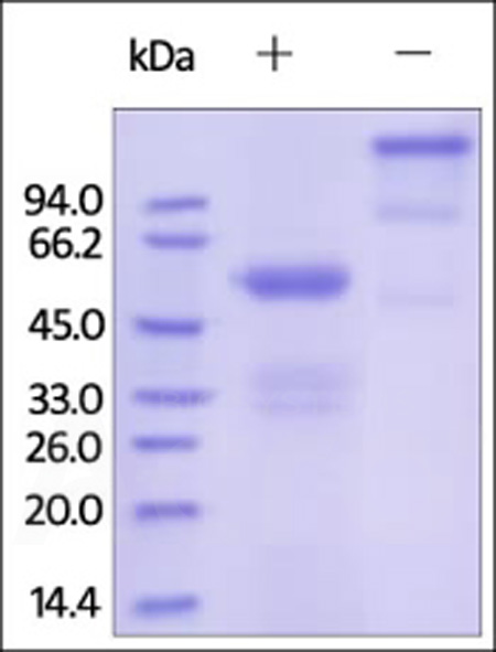 Human FGF-9, Fc Tag (Cat. No. FG9-H4267) SDS-PAGE gel