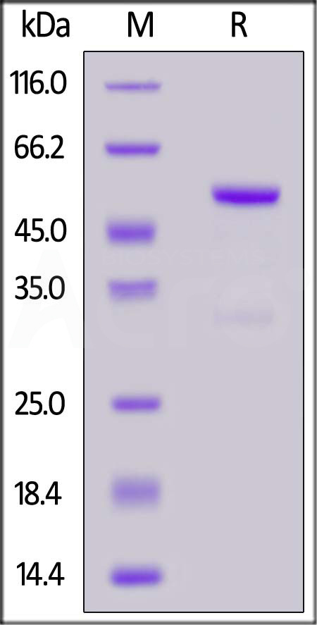 Human FGF19, Fc Tag (Cat. No. FG9-H5253) SDS-PAGE gel