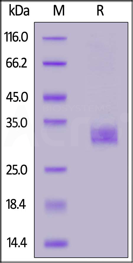 Human FGF-23 (R179Q), His Tag (Cat. No. FG3-H52H3) SDS-PAGE gel