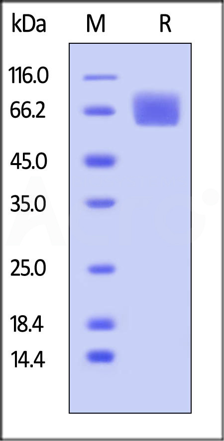 Human FGF R1, His Tag (Cat. No. FG1-H5223) SDS-PAGE gel