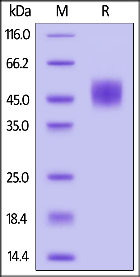 Cynomolgus FGFR2 (IIIb), His Tag (Cat. No. FGB-C52H6) SDS-PAGE gel