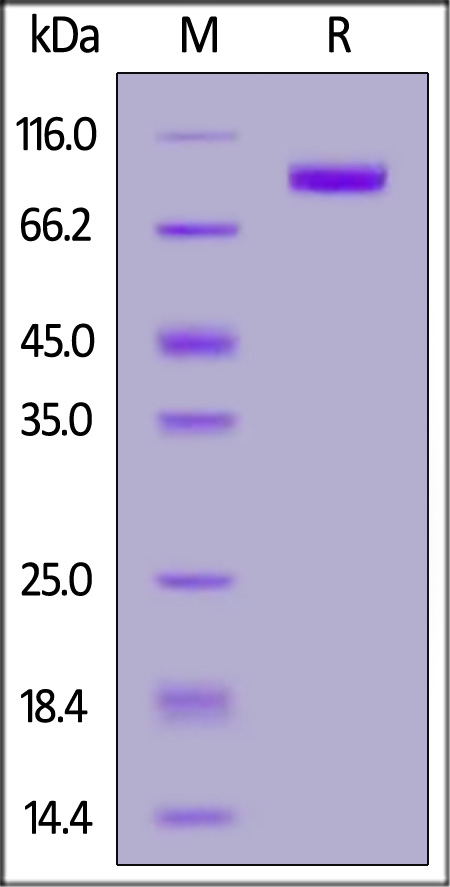 Human FGF R3 (IIIc), Fc Tag (Cat. No. FGC-H5256) SDS-PAGE gel