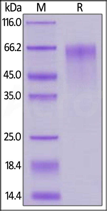 Mouse FGF R4, His Tag (Cat. No. FG4-M52Ha) SDS-PAGE gel